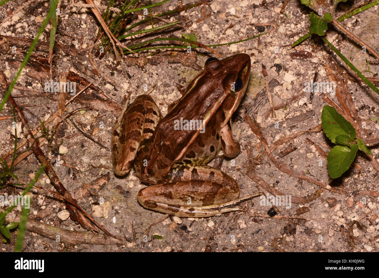 Rana leoparda Rio Grande (litobati berlandieri) di Campeche, Messico. Foto Stock