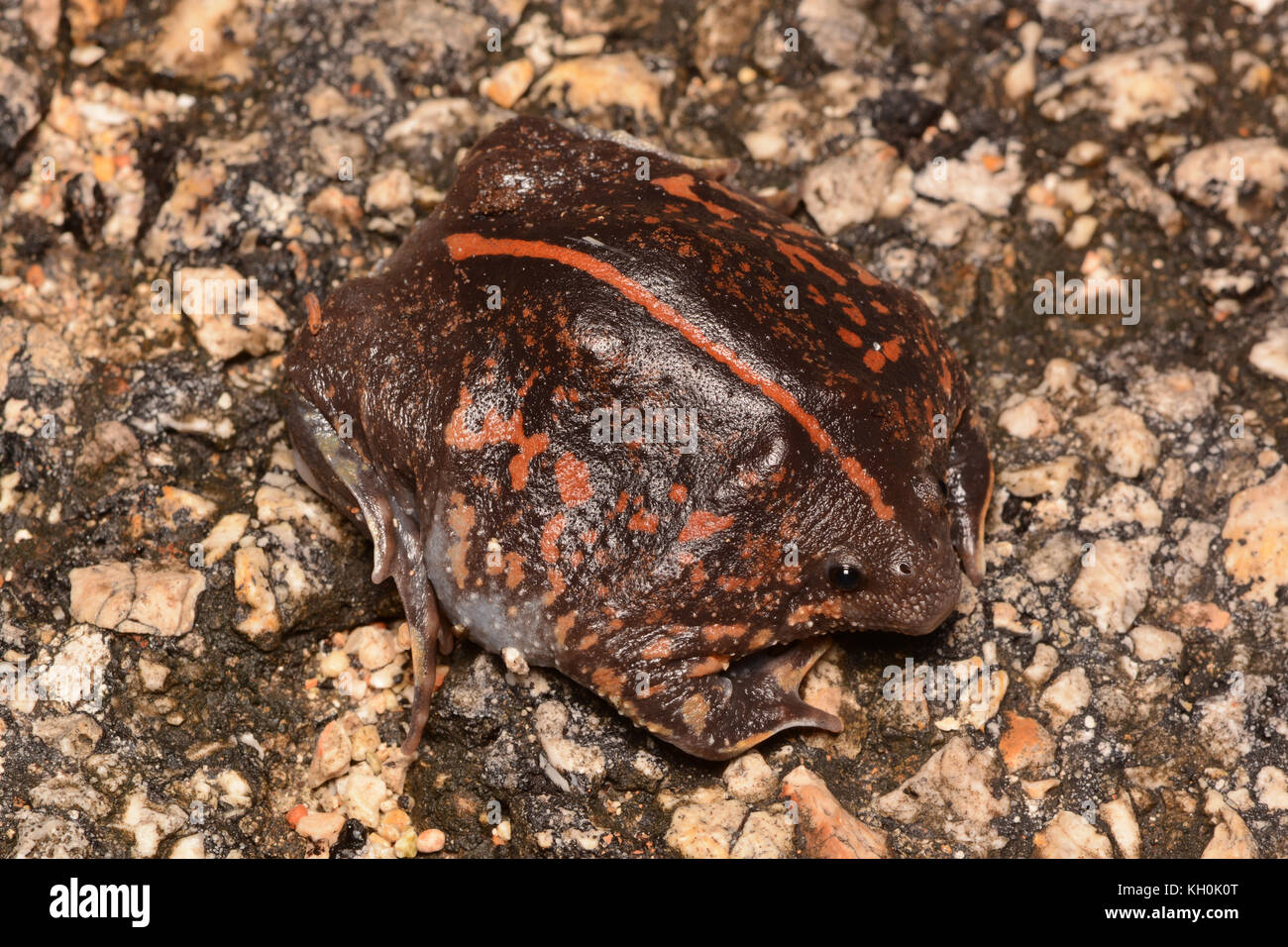 Toad Burrowing messicano (Rhinophrynus dorsalis) da Yucatán, México. Foto Stock