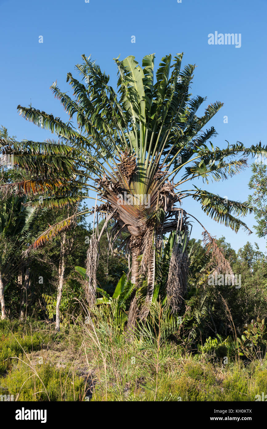 Traveler's palm (ravenala madagascariensis), un impianto di firma del Madagascar, africa. Foto Stock
