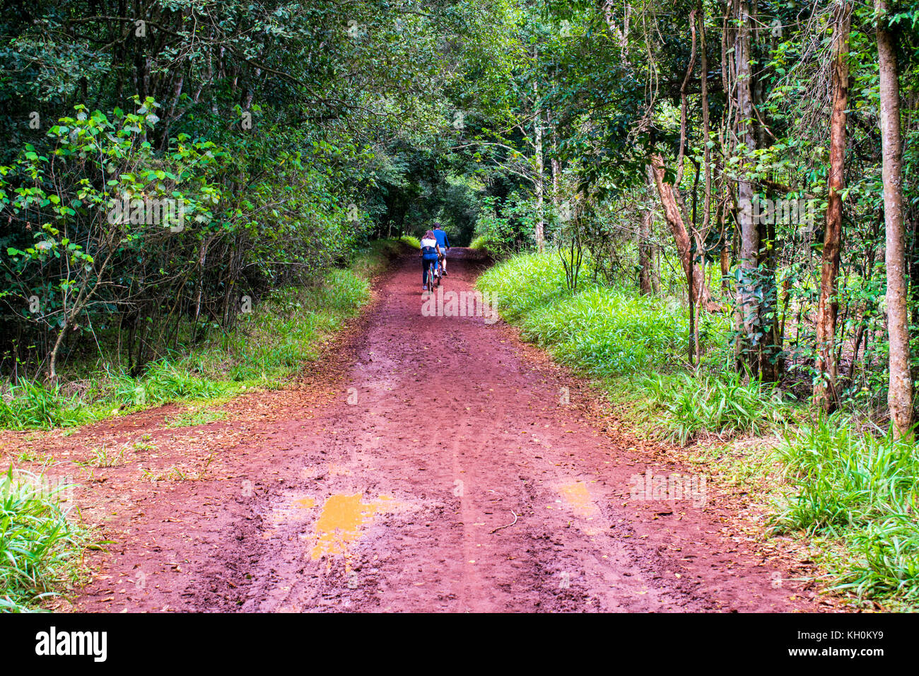 Bella foresta sentieri nella foresta di karura, Nairobi, Kenia Foto Stock
