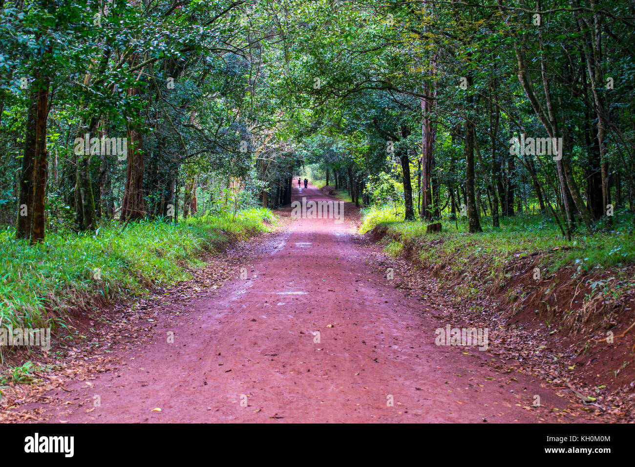 Bella foresta sentieri nella foresta di karura, Nairobi, Kenia Foto Stock