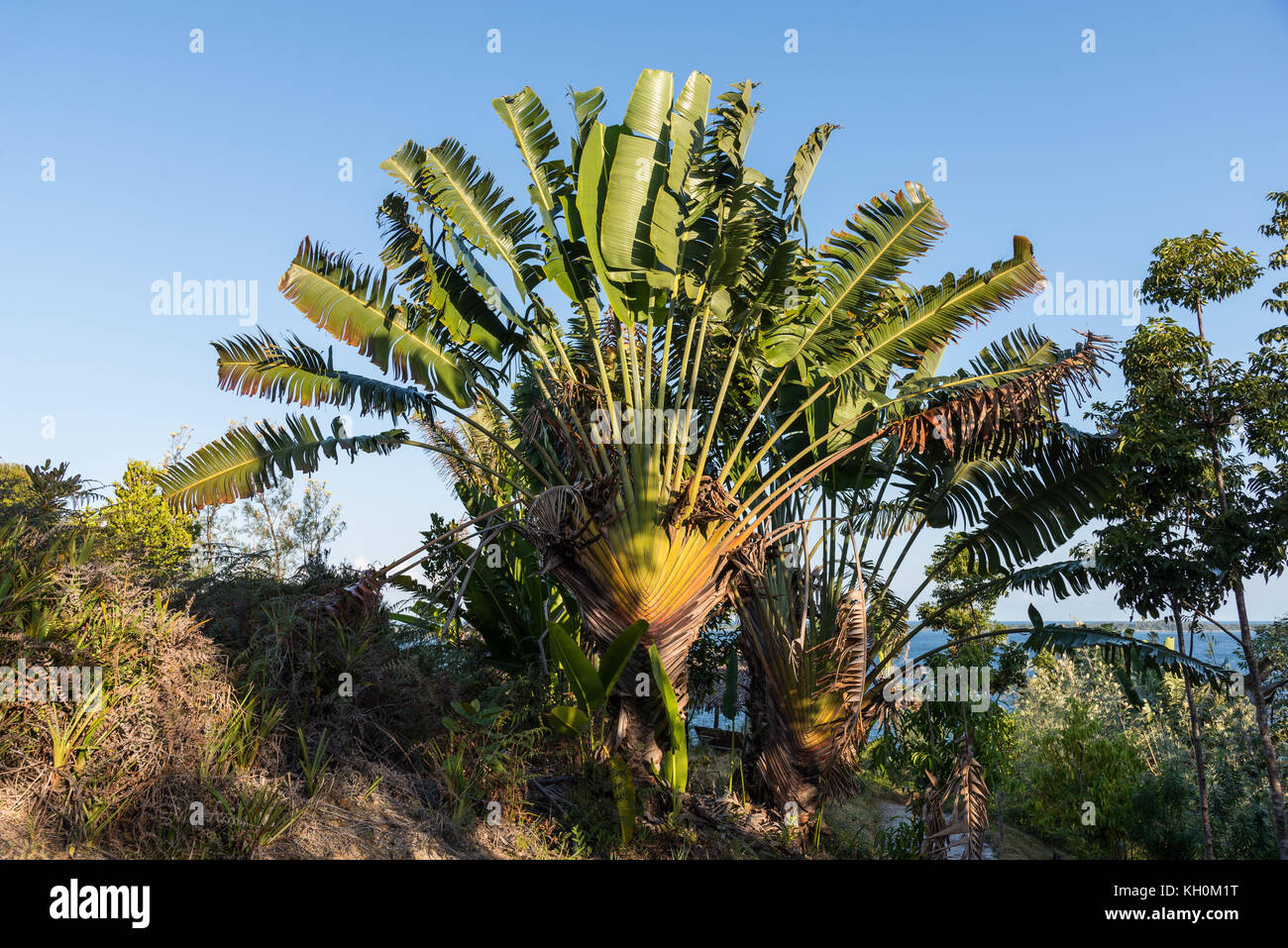 Traveler's palm (ravenala madagascariensis), un impianto di firma del Madagascar, africa. Foto Stock