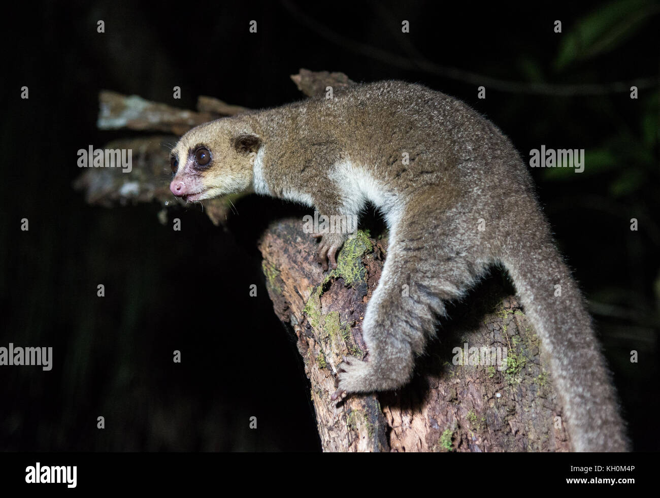 Lemure notturno. madagascar, Africa Foto Stock