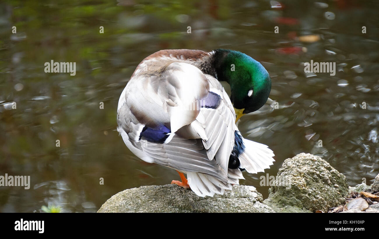 Anatre di refrigerazione Foto Stock