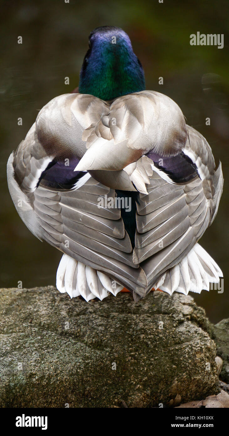 Anatre di refrigerazione Foto Stock