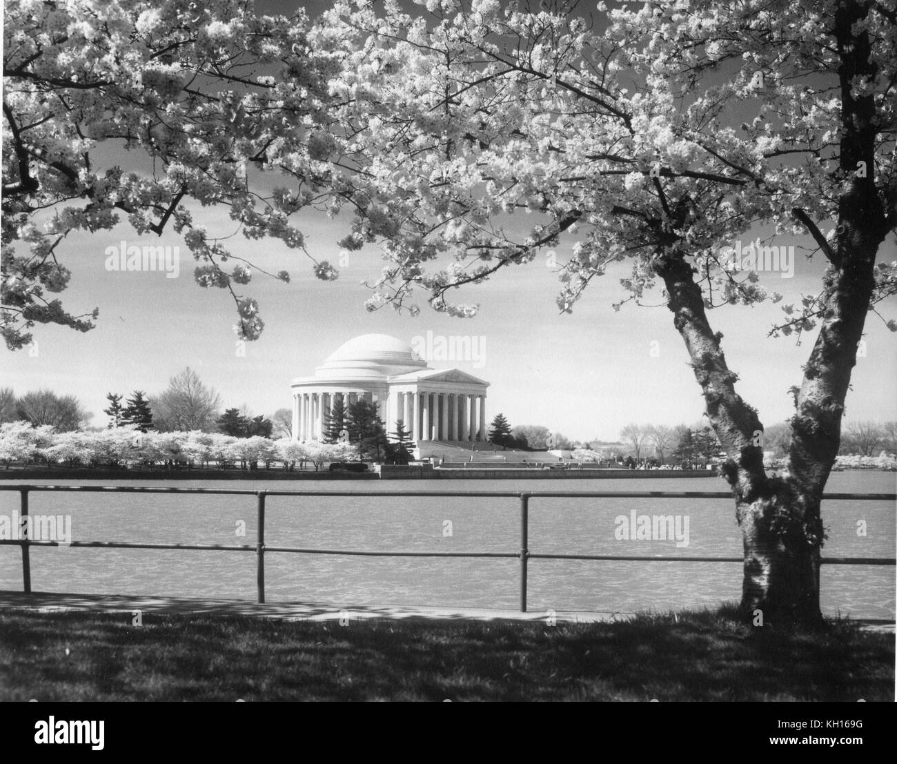 Foto dei mitici fiori di ciliegio in fiore nei pressi del Jefferson Memorial lungo il bacino di marea, Washington DC, 4-10-61. Foto di Abbie Rowe Foto Stock