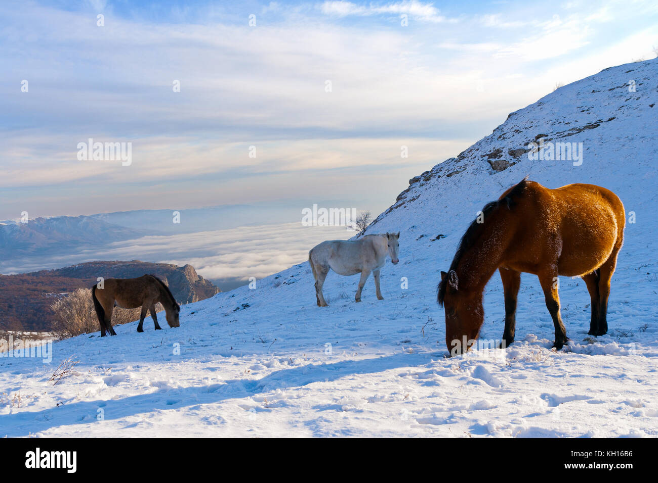 Cavalli in montagna sono in cerca di cibo sotto la neve. Foto Stock