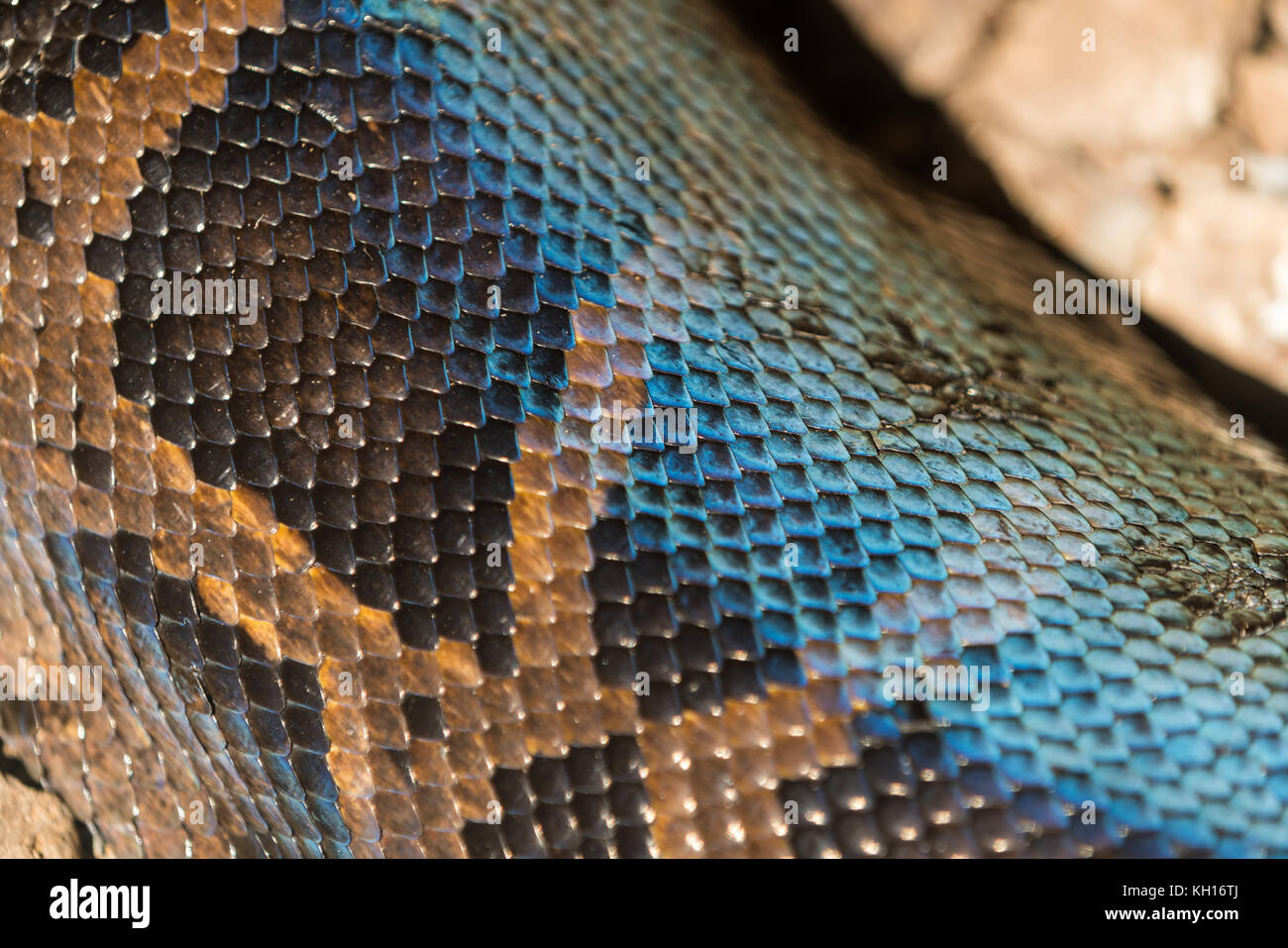 Abstract texture di sfondo della pelle di python di close-up Foto Stock