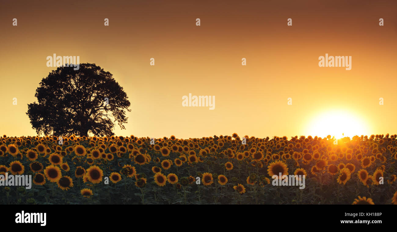 Tramonto sul campo di girasoli e albero Foto Stock