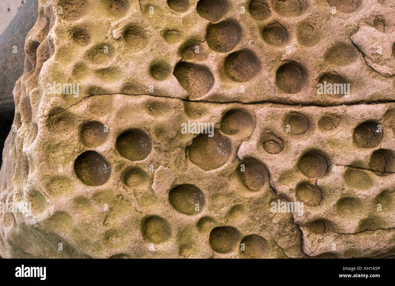 Primo piano di buchi di vermi in pietra arenaria erosa su costa rocciosa, East Lothian, Scozia, Regno Unito Foto Stock