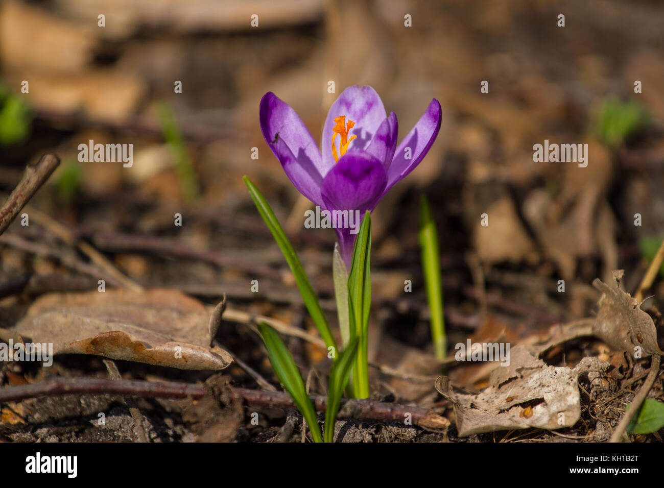 Vista di magia in fiore fiori di primavera crocus heuffelianus crescendo in  wildlife. primavera, bucaneve, primule piante Foto stock - Alamy