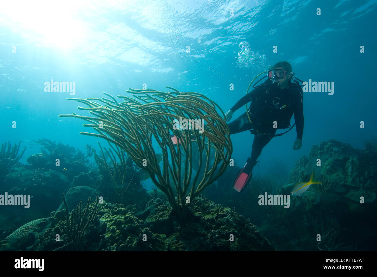 Immersioni subacquee, Florida Keys National Marine Sanctuary Foto Stock