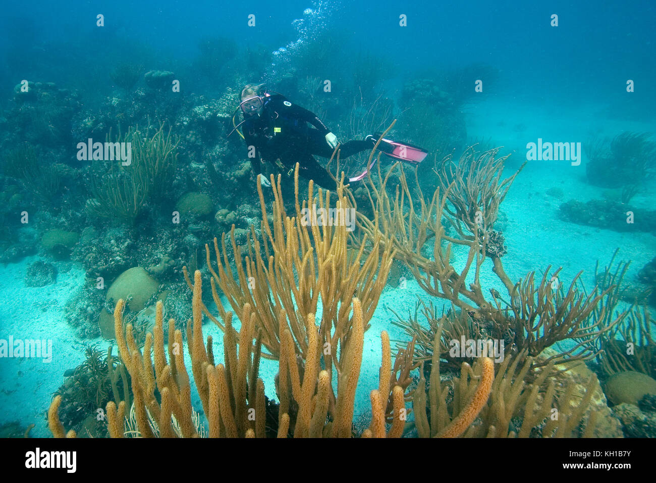 Immersioni subacquee, Florida Keys National Marine Sanctuary Foto Stock