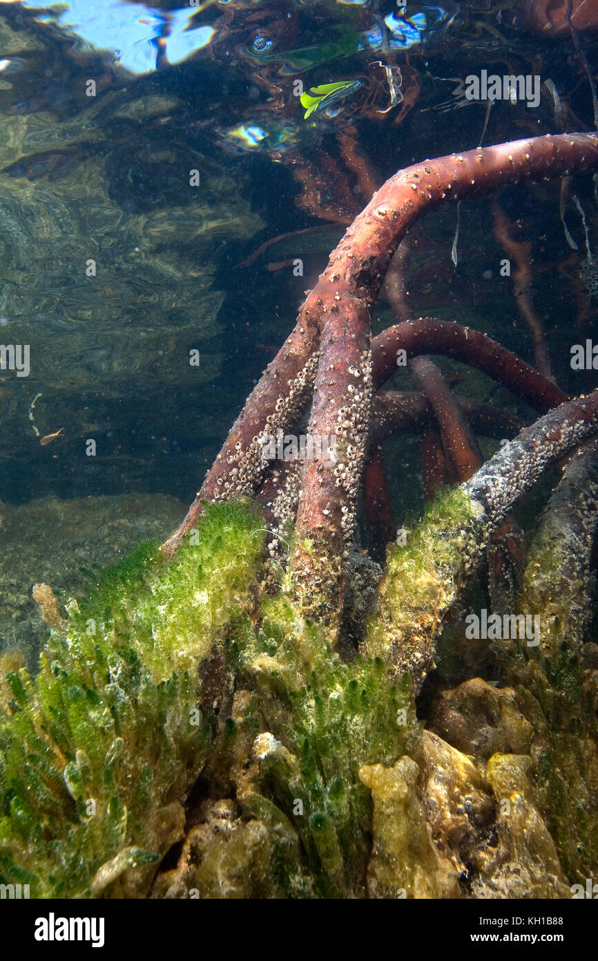Prop radici di mangrovia rossa,Rhizophora mangle, subacqueo che serve come un host per le alghe, spugne e altre forme di vita marina. Florida Bay, Islamorada, Florida Foto Stock