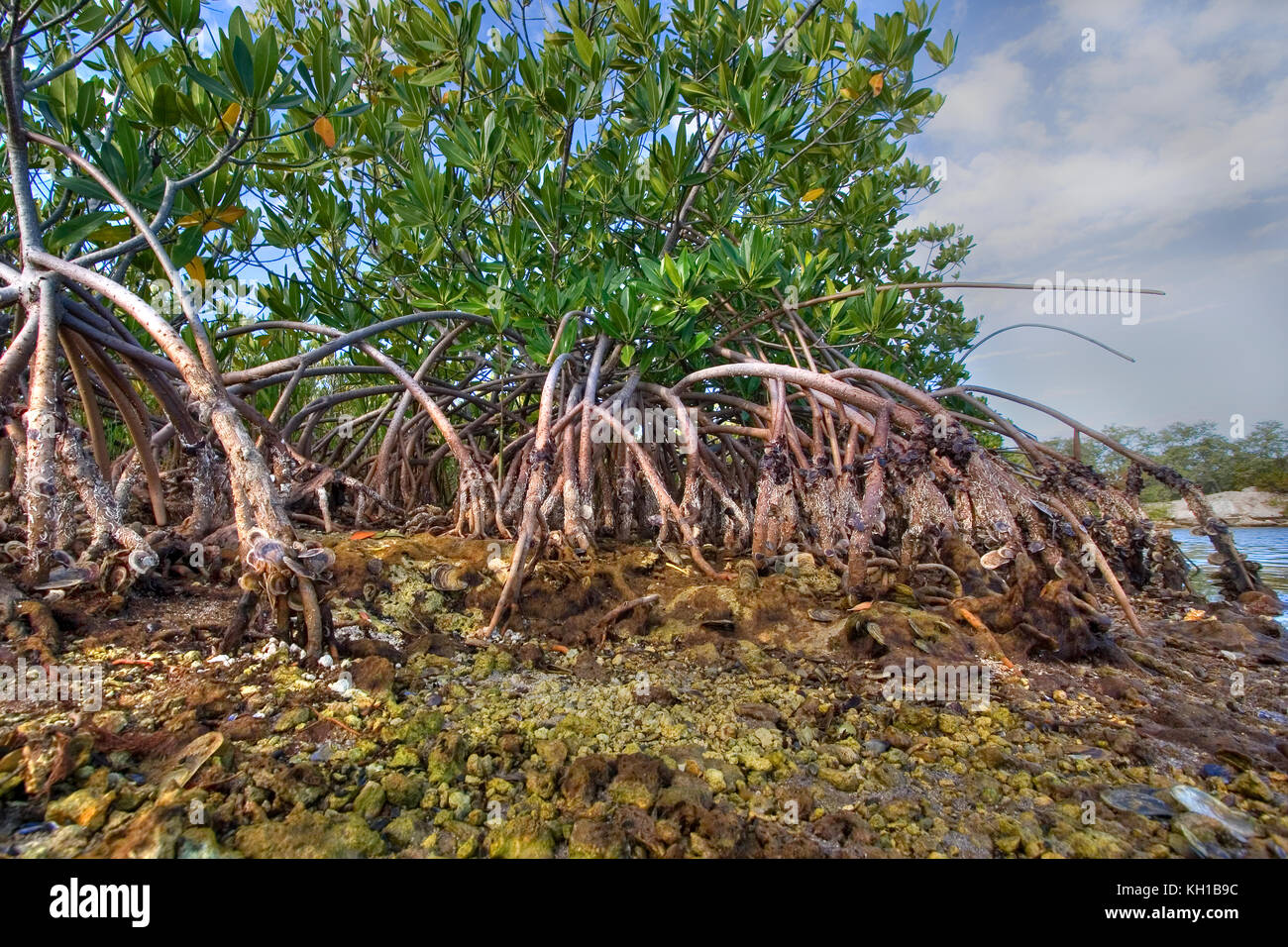 Radici di mangrovia rossa, Rhizophora mangle, con la bassa marea, Florida Keys National Marine Sanctuary, Key Largo, Florida Foto Stock