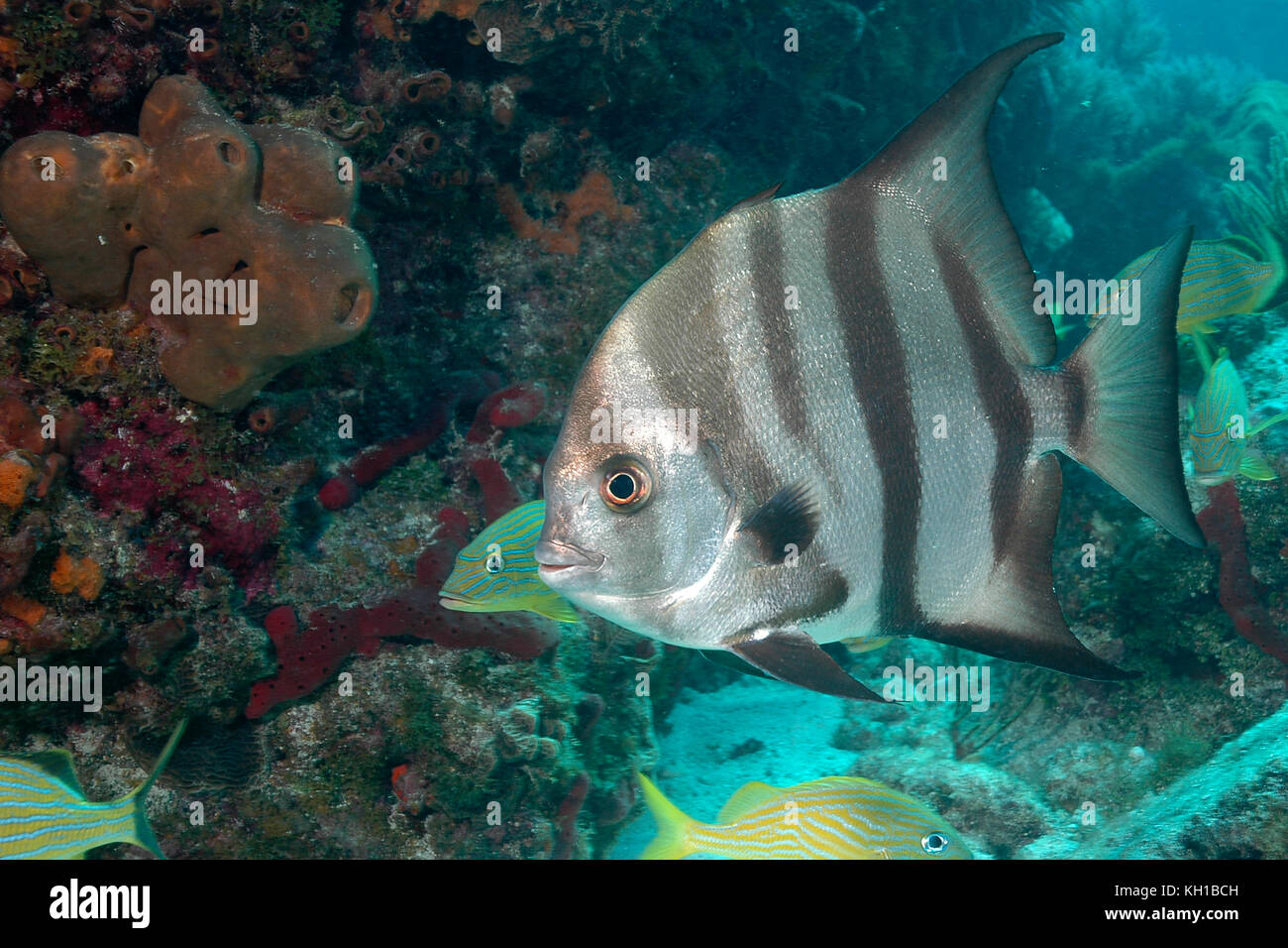 Spadefish, Chaetodipterus faber Foto Stock