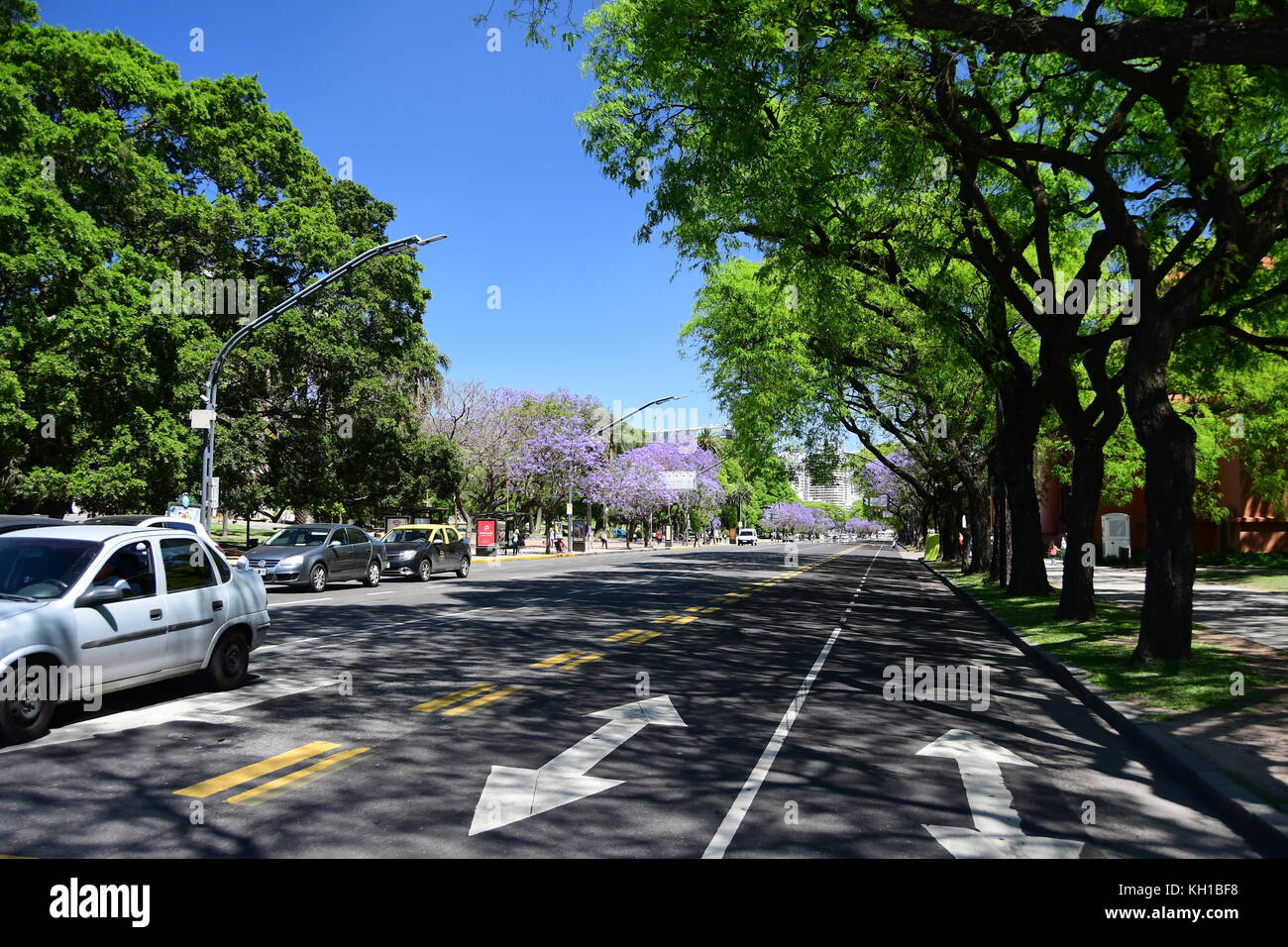 Viola gli alberi di jacaranda in piena fioritura la linea buenos aires strade nel quartiere di Recoleta su blu sciare, soleggiata giornata di primavera in Argentina. Foto Stock