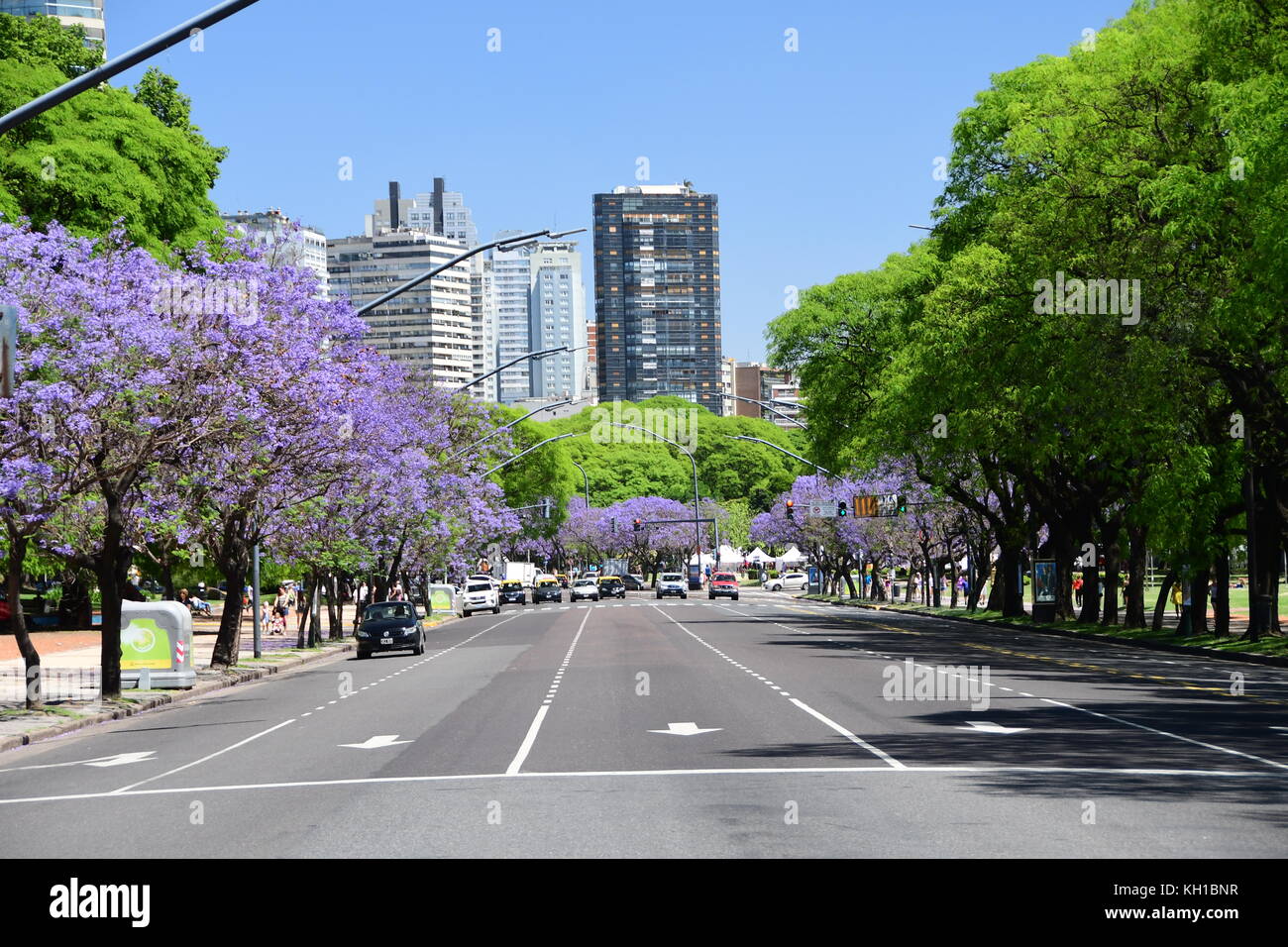 Viola gli alberi di jacaranda in piena fioritura la linea buenos aires strade nel quartiere di Recoleta su blu sciare, soleggiata giornata di primavera in Argentina. Foto Stock