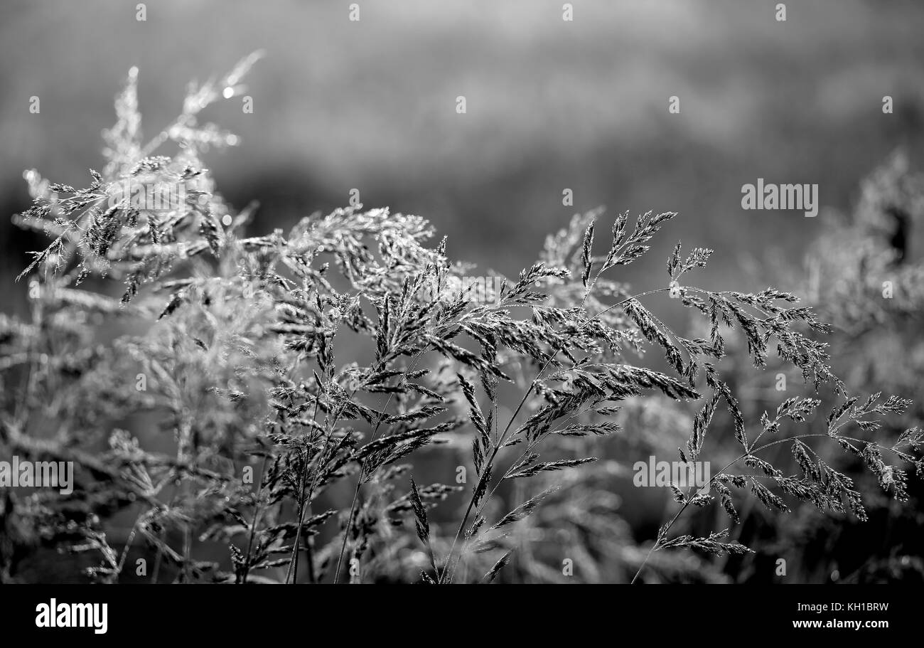 Bella pala di erba è coperto con la rugiada fotografato in close-up Foto Stock