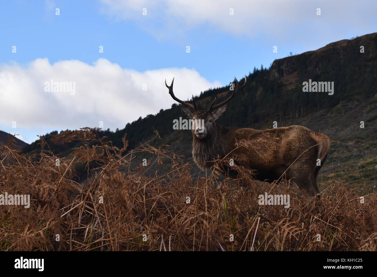 Feste di addio al celibato in tra bracken in Glen Etive, Scozia Foto Stock