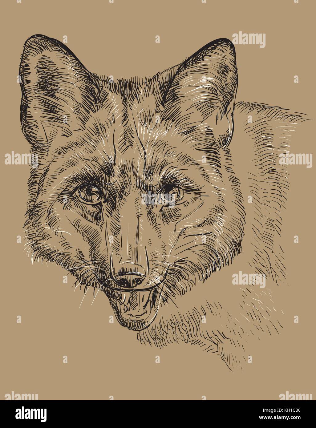 Vettore di disegno a mano ritratto di fox nei colori bianco e nero isolato su sfondo beige Illustrazione Vettoriale