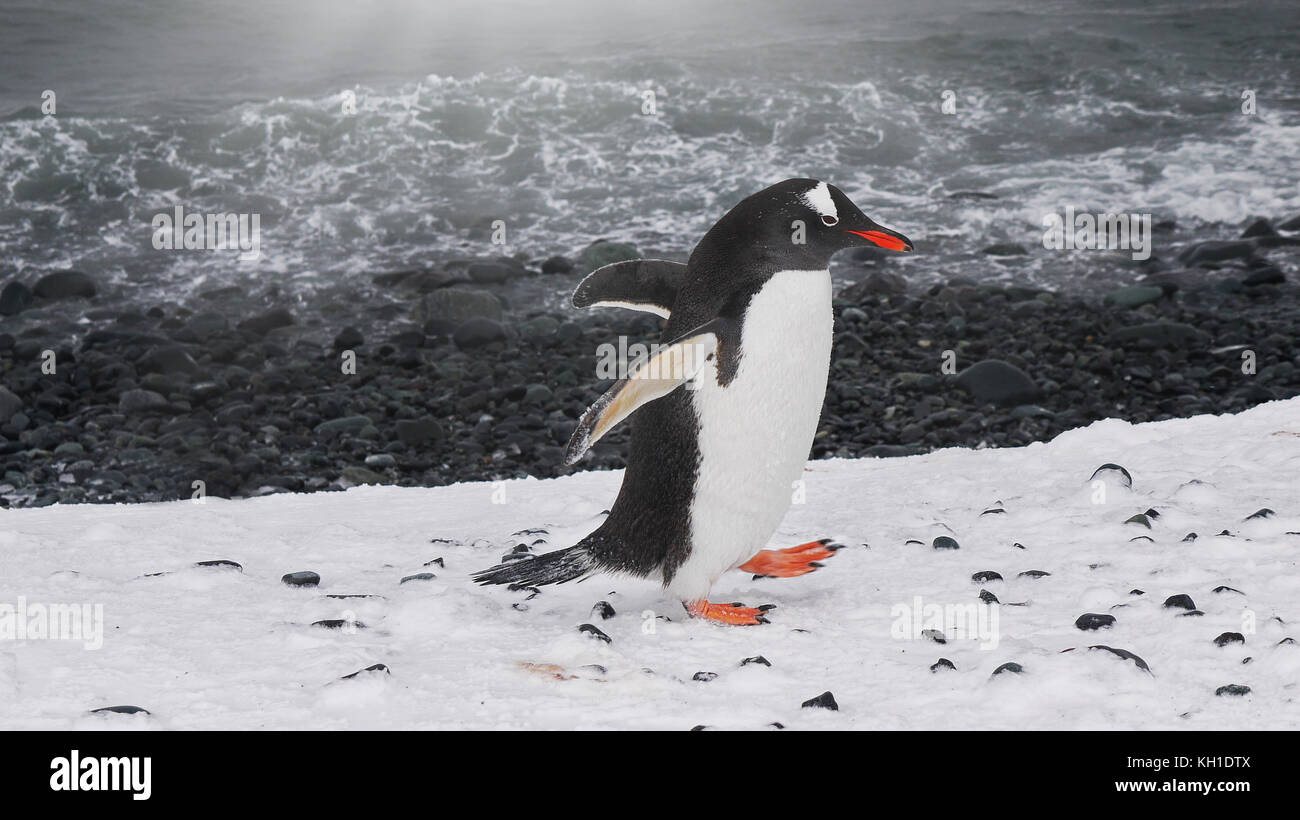 A sud del pinguino papua (Pygoscelis papua ellsworthi) Passeggiate con le ali tese lungo il litorale di Livingston isola, a sud delle Isole Shetland I. Foto Stock
