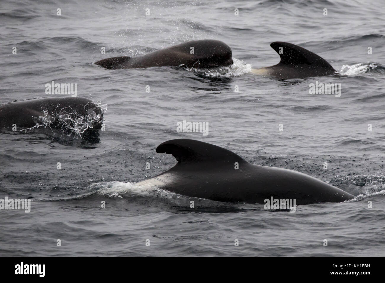 Alalonga Balene Pilota affiorante nella parte più esterna del Canale di Beagle di Argentina Foto Stock