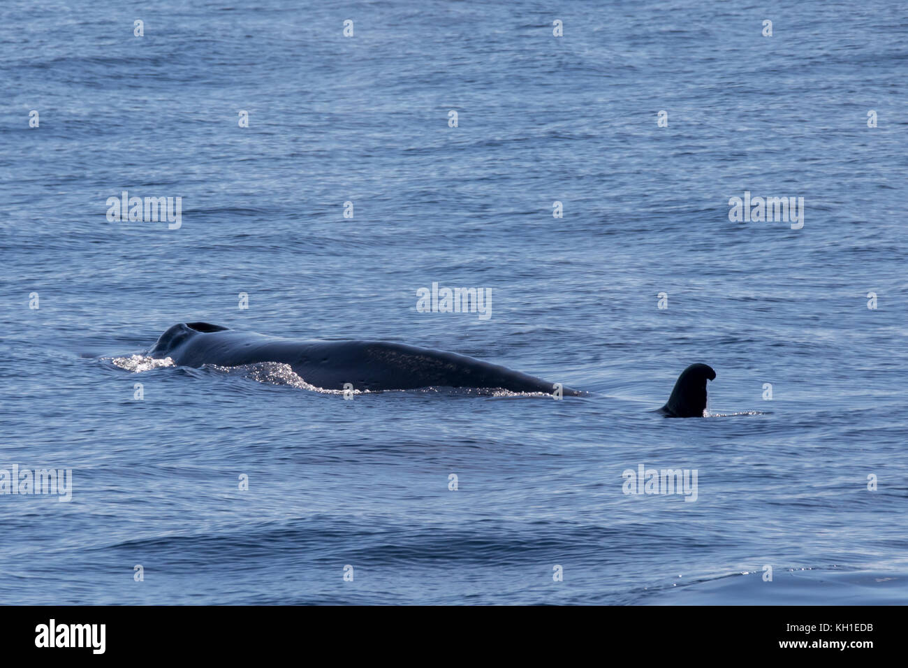 Una madre sei superfici di balene nel canale di Beagle del Cile che appaiono piuttosto magro e con un distintivo pinna dorsale e cookie cutter morsi di squalo. Foto Stock