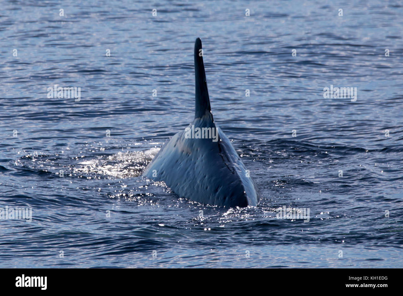 Una madre sei superfici di balene nel canale di Beagle del Cile che appaiono piuttosto magro e con un distintivo pinna dorsale e cookie cutter morsi di squalo. Foto Stock