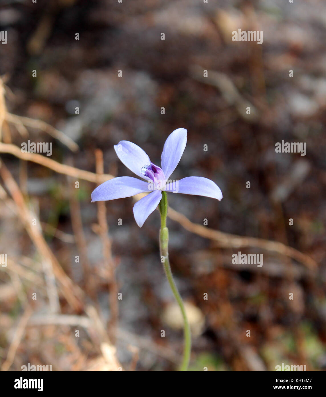 Blue Lady Orchid thelymitra crinita o Queen Lily orchidea che fiorisce in Crooked Brook national park, Dardanup in primavera è una specie protetta. Foto Stock