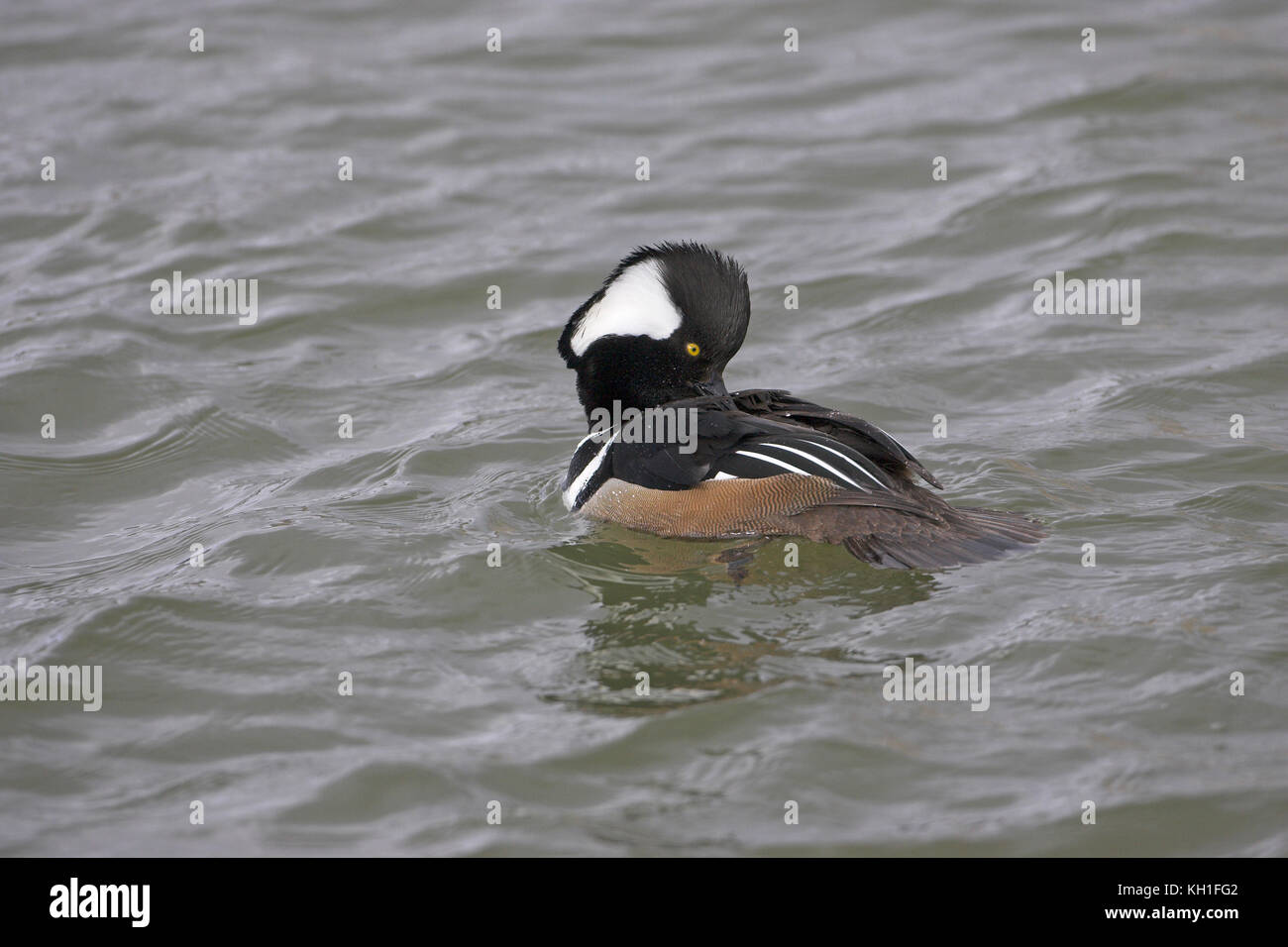 Hooded merganser Lophodytes cucullatus maschio Lago Radipole RSPB riserva naturale Dorset Inghilterra Foto Stock
