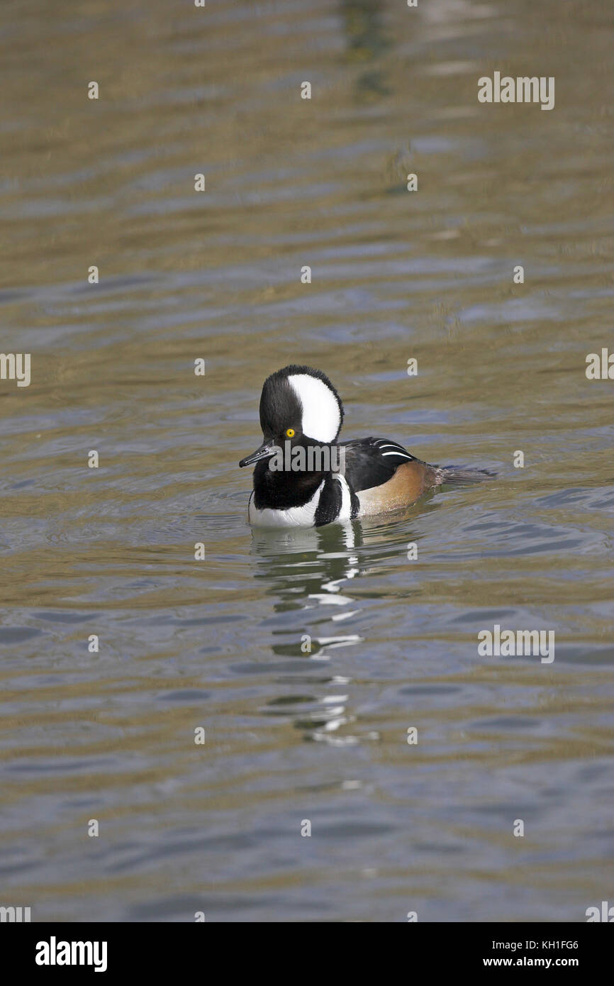 Hooded merganser Lophodytes cucullatus maschio Lago Radipole RSPB riserva naturale Dorset Inghilterra Foto Stock