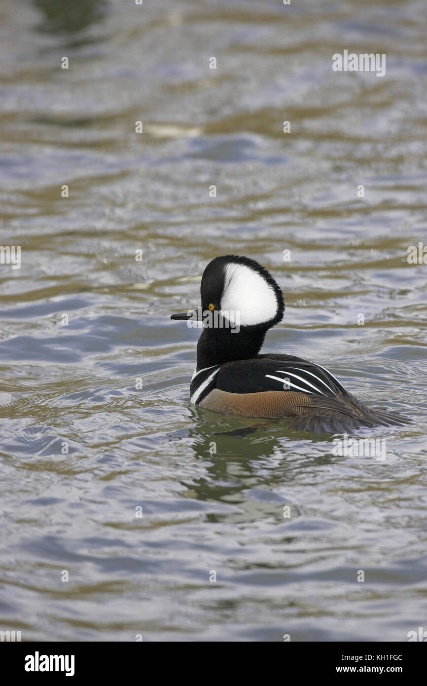 Hooded merganser Lophodytes cucullatus maschio Lago Radipole RSPB riserva naturale Dorset Inghilterra Foto Stock