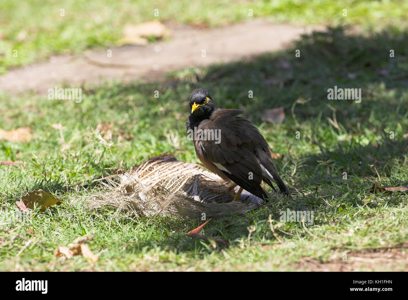 Indian mynah Acridotheres tristis Durban Giardino Botanico in Sud Africa Foto Stock