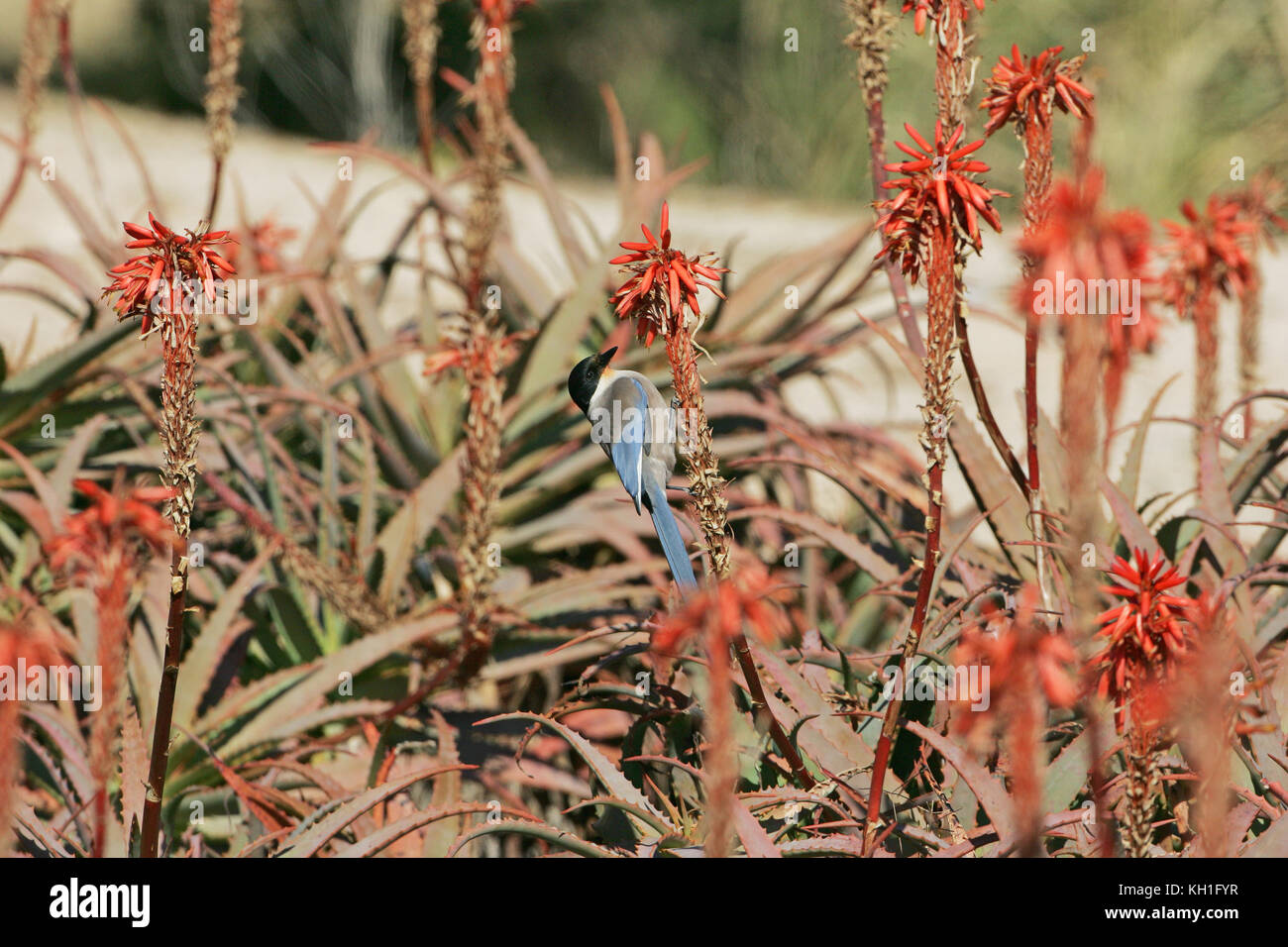 Azzurro-winged magpie Cyanopica cyanus alimentare tra i fiori di Aloe brevifolia Foto Stock
