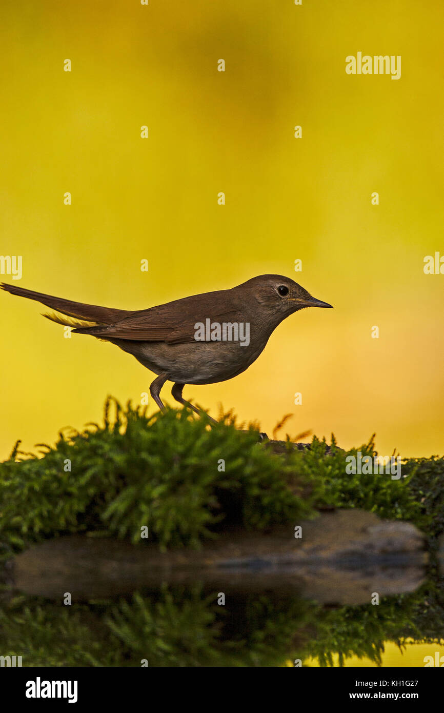 Comune di nightingale Luscinia megarhynchos sulla collinetta erbosa in prima serata luce nei pressi Tiszaalpar Dél-alföld Ungheria Foto Stock