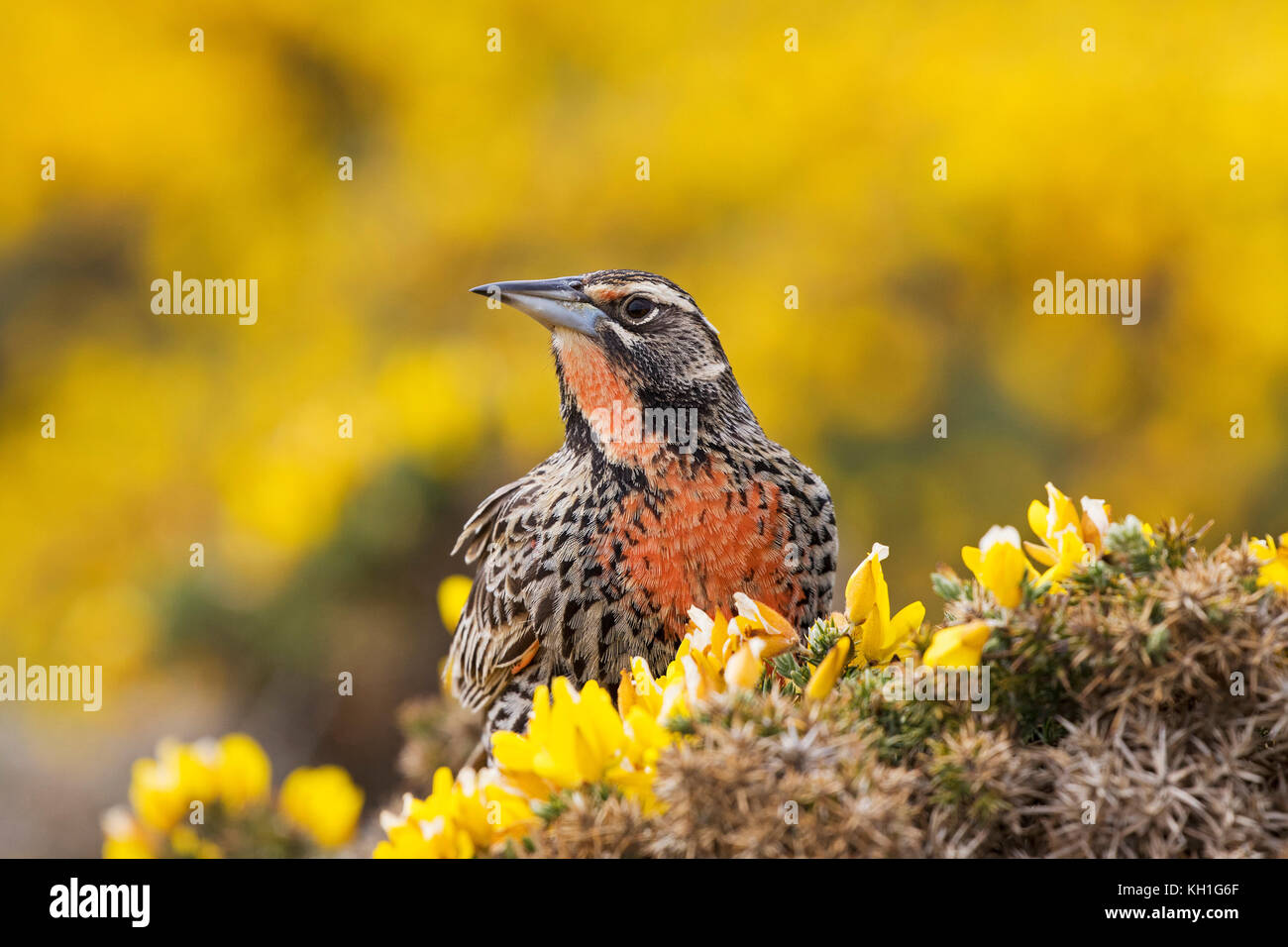 Long-tailed meadowlark Sturnella loyca femmina falklandica arroccato su Gorse Ulex Europaeus Saunders Island Isole Falkland British Overseas Territorio Foto Stock