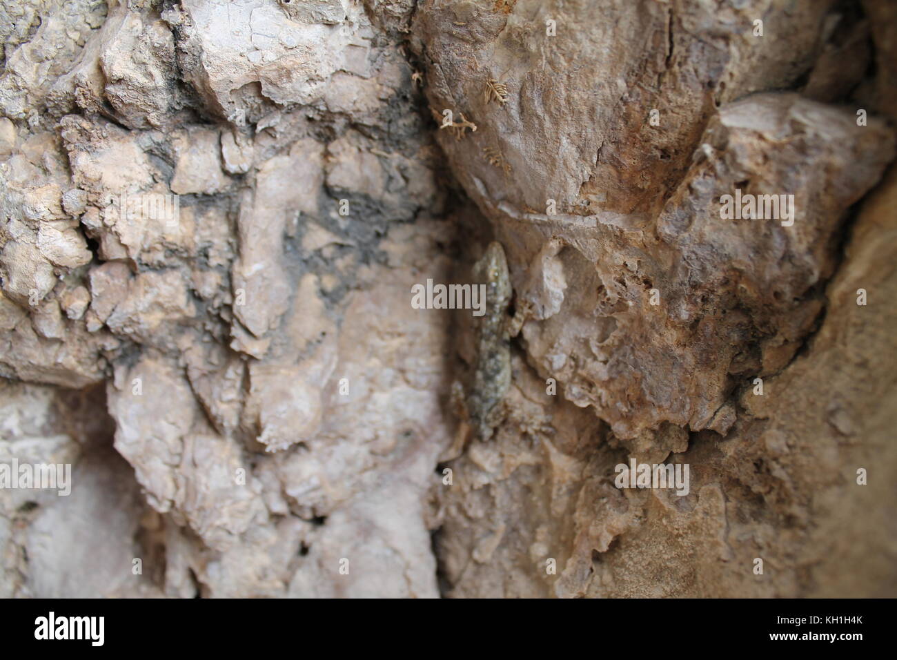 La pietra, Sicilia, autunno, natura, lizard,rettile, rocce, Tairmina, Italia, il colore cambia, luogo, Scenic, marrone, giallo, turismo Fotografia di viaggio foto Foto Stock