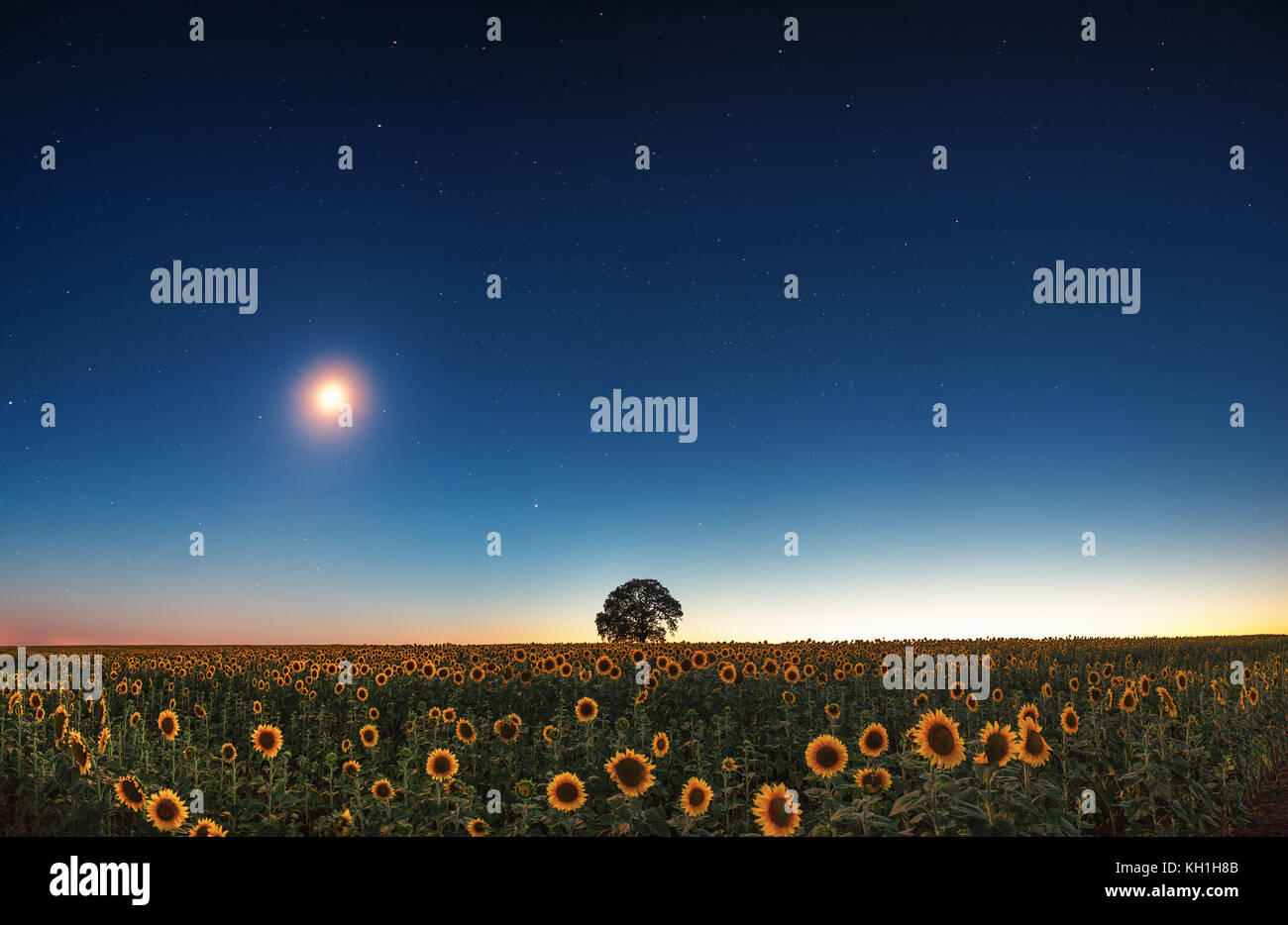 Le stelle e la luna in un campo di girasoli, immagini scattate di notte Foto Stock