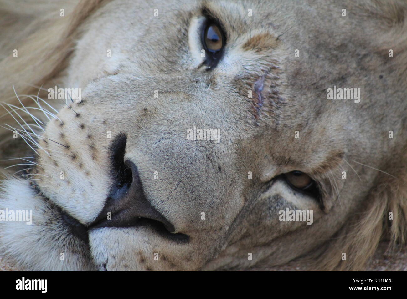 In appoggio un giovane maschio lion prendendo in vacanza a hoedspruit, sud africa. Foto Stock