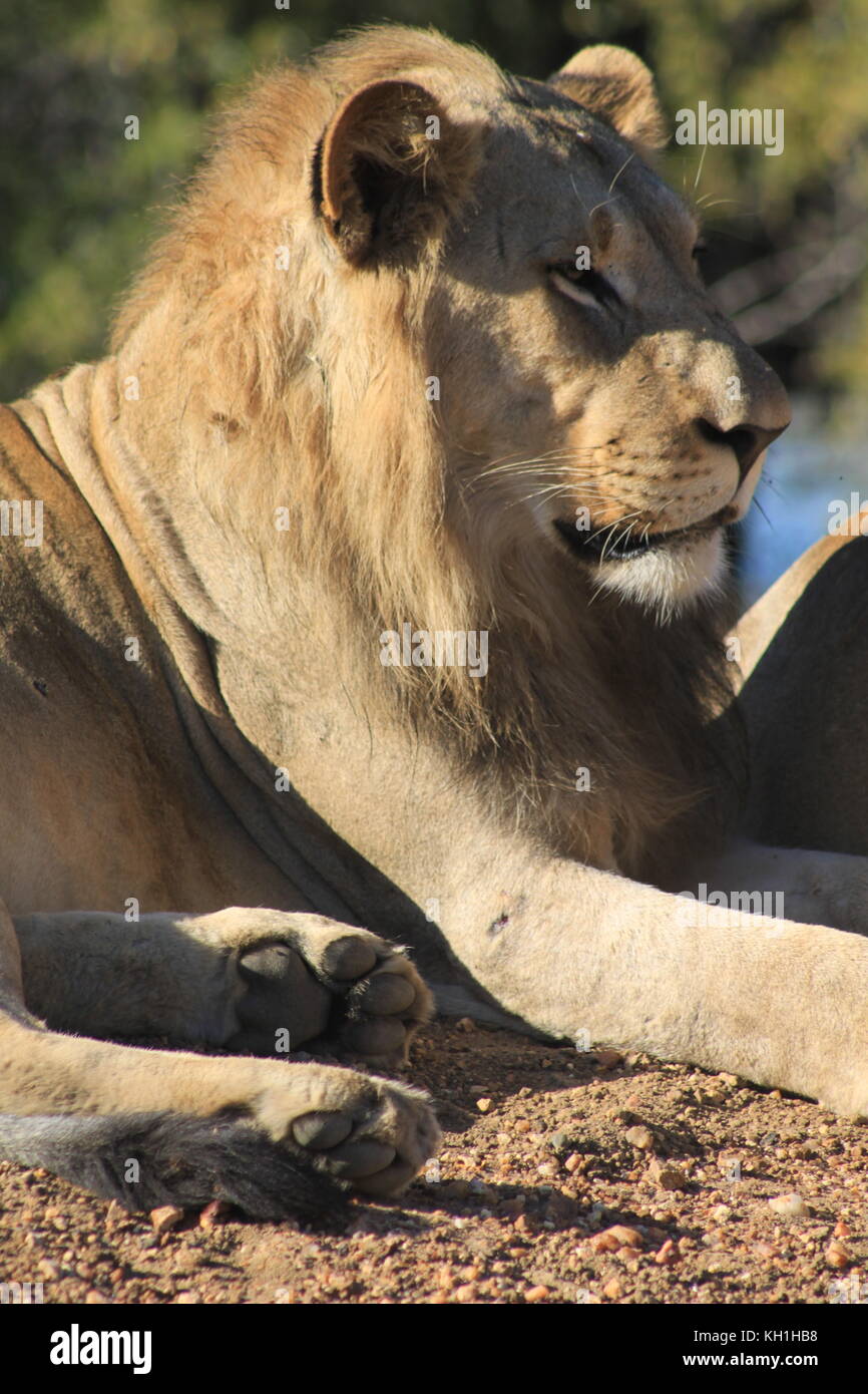 Un giovane leone maschio custodisce le femmine in hoedspruit, sud africa Foto Stock