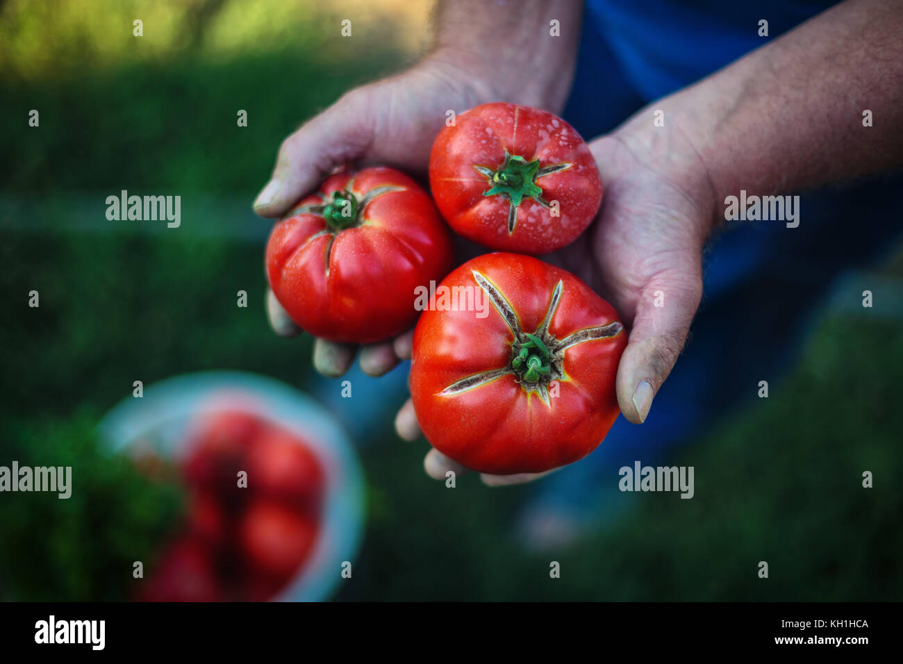 Raccolto di pomodoro. Gli agricoltori mani di fresco con pomodori raccolti Foto Stock