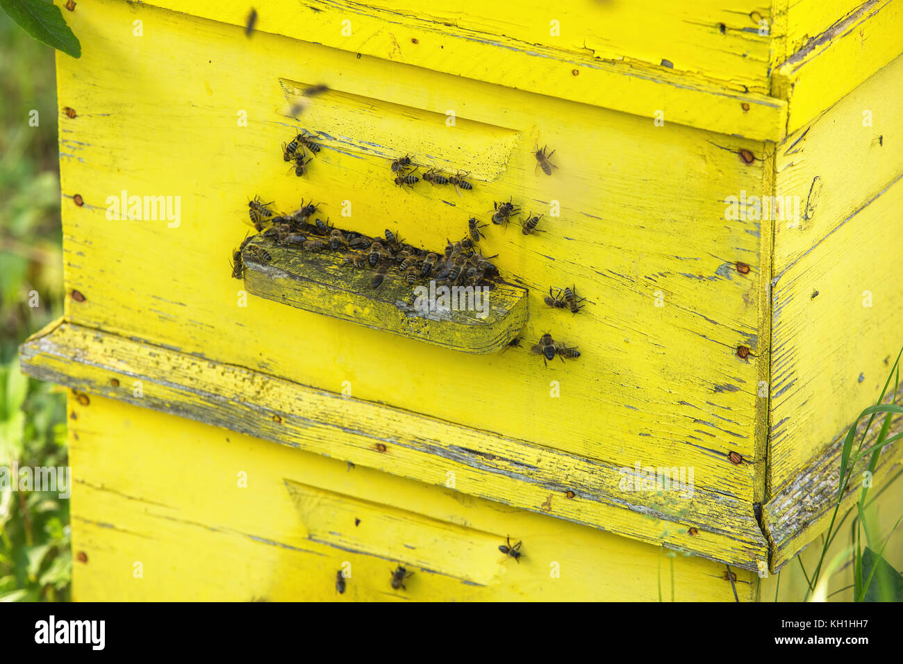 Api mellifere sciamare su un alveare Foto Stock