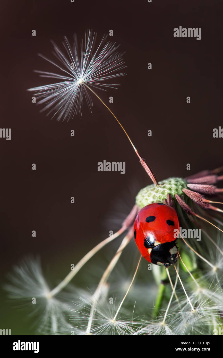 Ladybug e tarassaco, macro shot Foto Stock