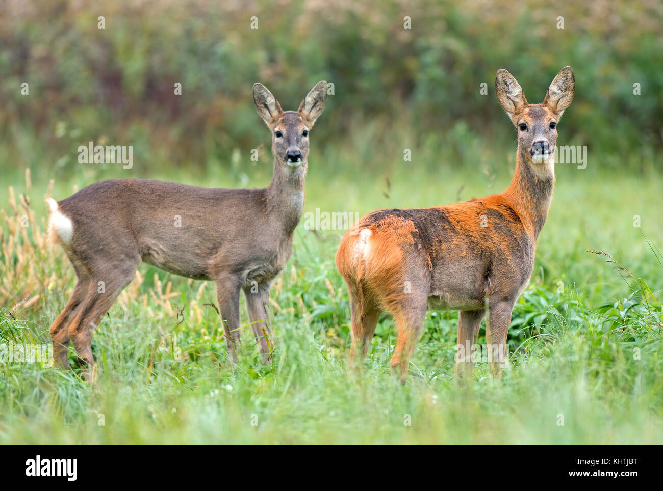 Due wild caprioli in un campo Foto Stock