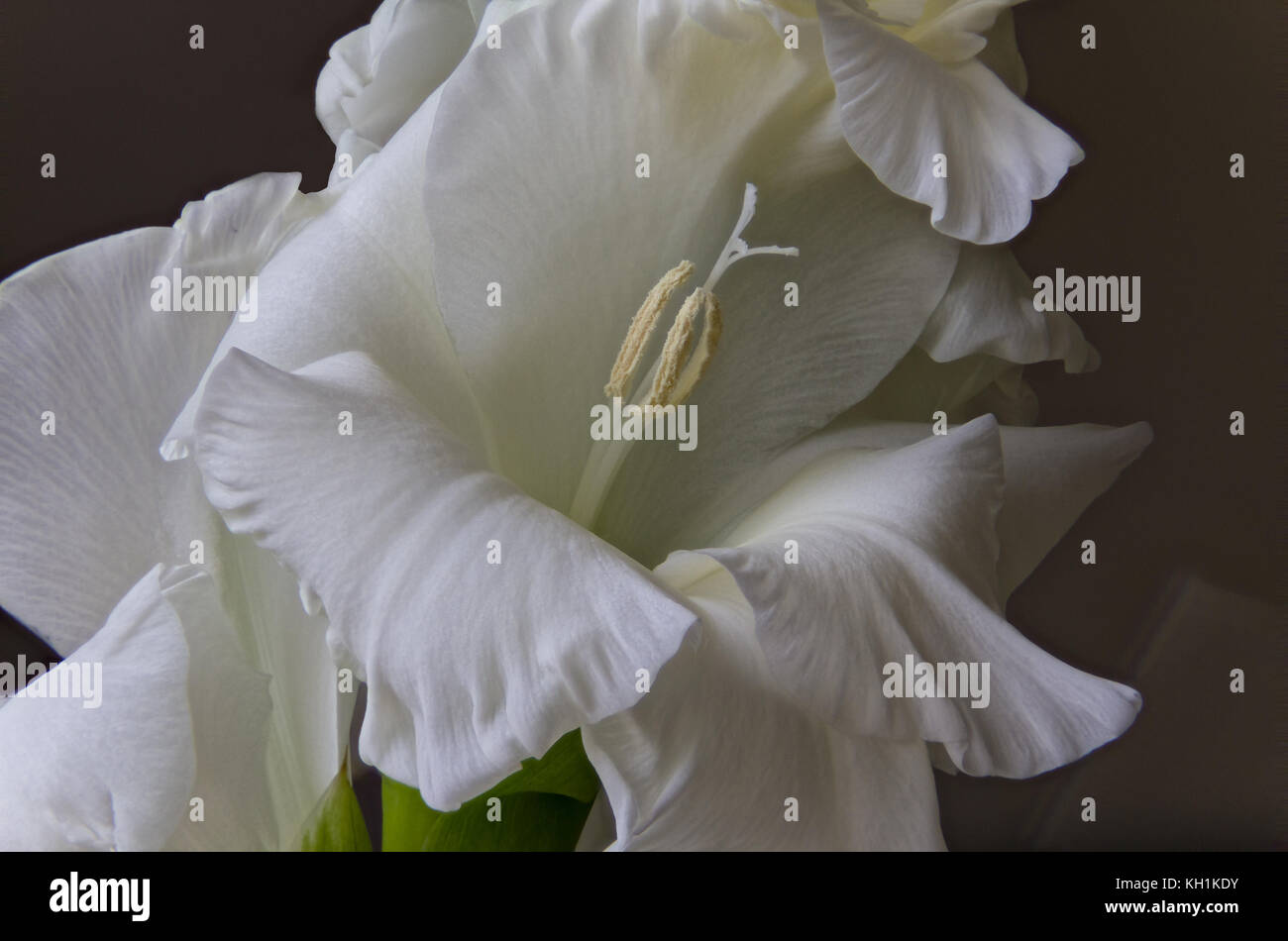 Gladiolus bianco Foto Stock