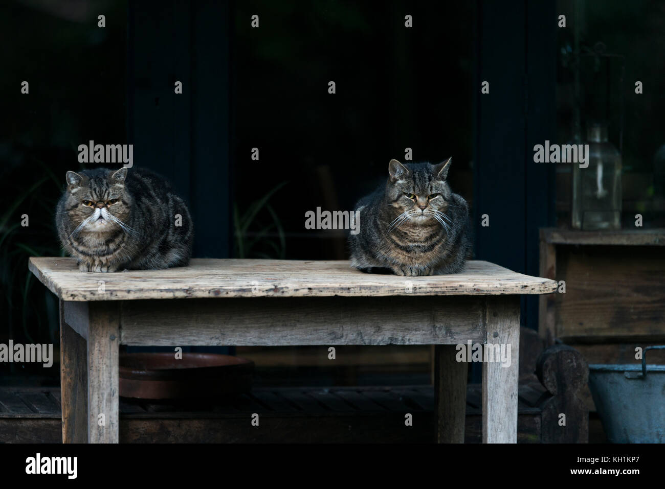 Due gatti posa sul tavolo Foto Stock