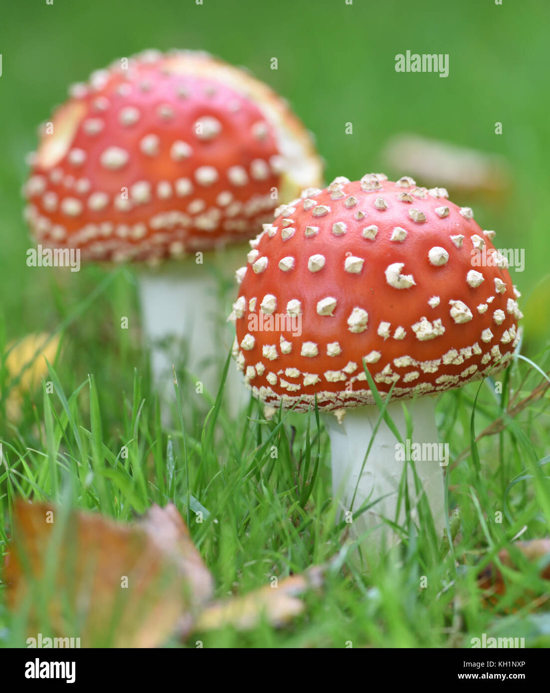 Fly agaric (amanita muscaria) toadstools tra stoppino caduti birch (Betula pendula) le foglie in autunno. Bedgebury Forest, Kent. Regno Unito. Foto Stock