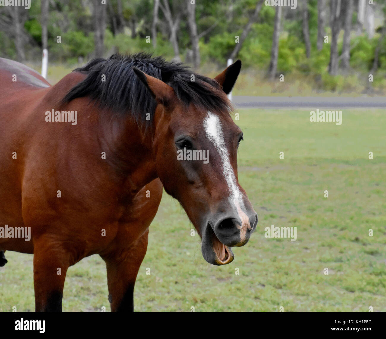 Cavalli con facce buffe Foto Stock