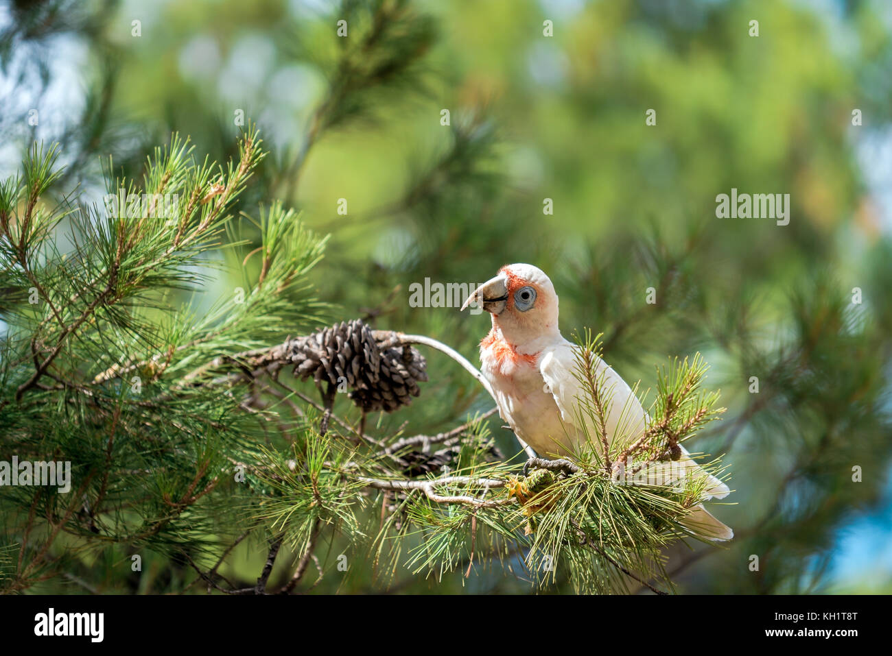 Australian white cockatoo seduta su albero e mangiare fir-cono Foto Stock